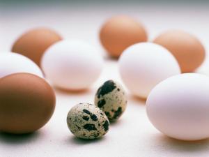 蛋的營養功效及適用人群