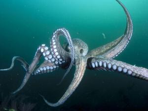 章魚和魷魚的區別-章魚的特征