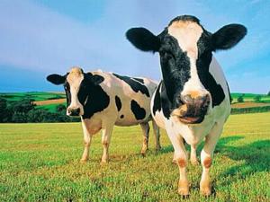 奶?？贵w有助開發疾病新療法-奶?？贵w的作用