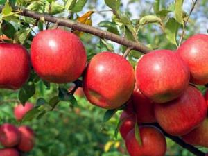 營(yíng)養(yǎng)飲食大揭秘:吃蘋果居然會(huì)傷牙!