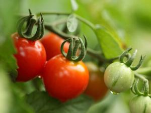 番茄紅素是如何防癌、抗癌的？