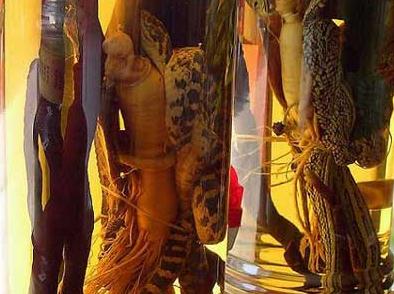 藥酒一次喝多少最好?喝藥酒每天半兩就夠