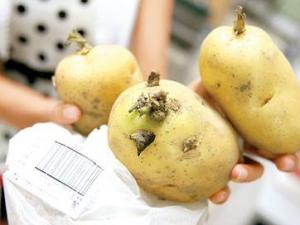 哪些食物有毒？餐桌上常見的十大有毒的食物