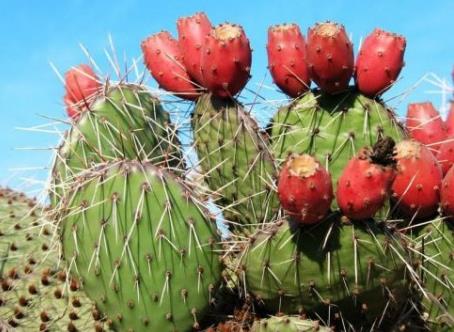 �����ƹ���ô�ԣ��������ƹ���ʳ�ý���