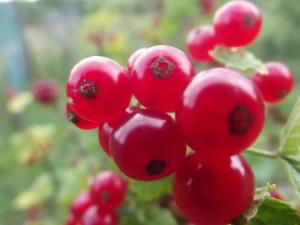 醋栗怎么吃?吃醋栗的食用禁忌