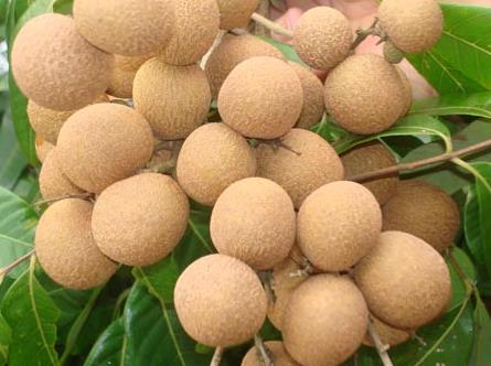 ������x���A���c���A�������˵�ʳ������Щ