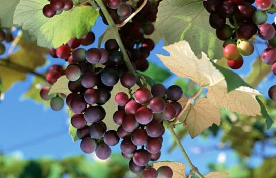 ?孕期吃葡萄會發胖嗎?吃葡萄有哪些好處?