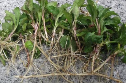 馬蘭頭根的營養價值有哪些?馬蘭頭根的副作用有什么?