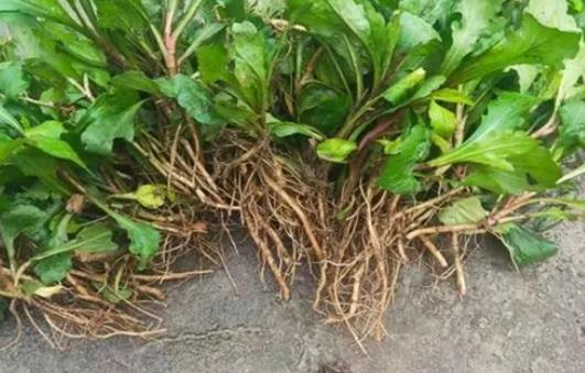 馬蘭頭根的營養價值有哪些?馬蘭頭根的副作用有什么?