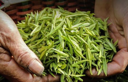 ?黃山毛峰綠茶生產地是在何處 黃山毛峰用什么杯子沖泡合適