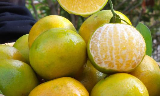 ?皇帝柑上火還是降火 皇帝柑大的好還是小的好