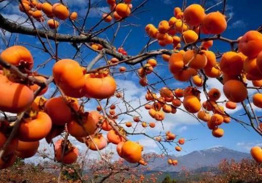 冬天吃柿子好不好?哺乳期能吃柿子嗎