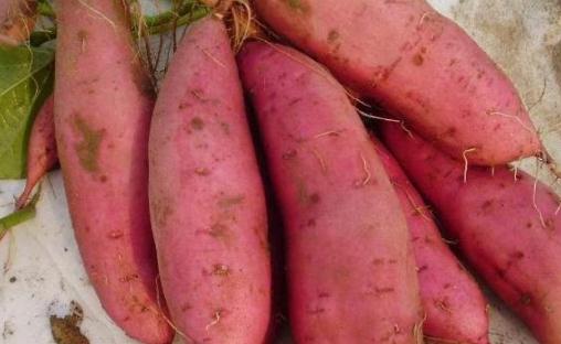 吃紅薯是減肥還是增肥 紅薯每天吃多少最健康