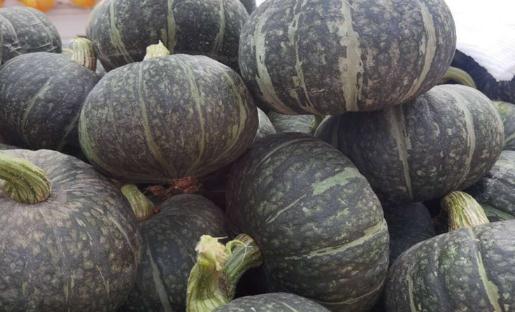 貝貝小南瓜熬粥需要去皮嗎 貝貝小南瓜是轉基因嗎