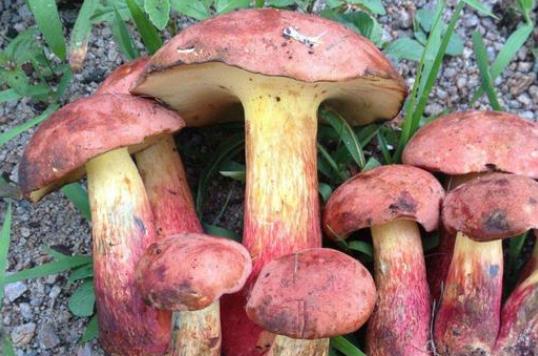 哺乳期可以吃牛肝菌嗎?牛肝菌有哪些做法?