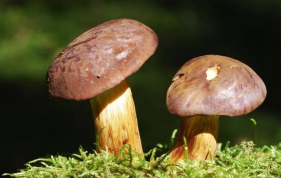 哺乳期可以吃牛肝菌嗎?牛肝菌有哪些做法?