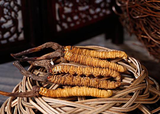 一個冬蟲夏草可以泡多少水?冬蟲夏草泡酒多久能喝