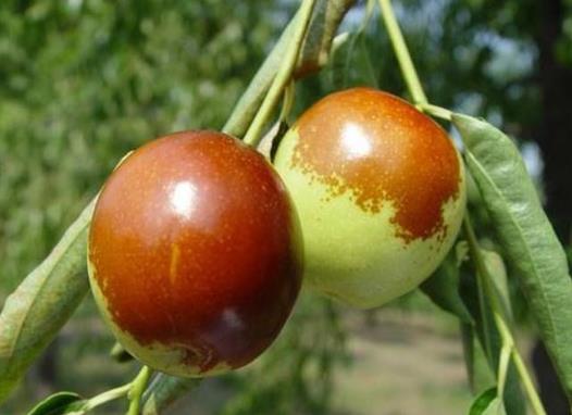 ?冬棗很青放放能熟嗎?冬棗是怎么變成紅棗的