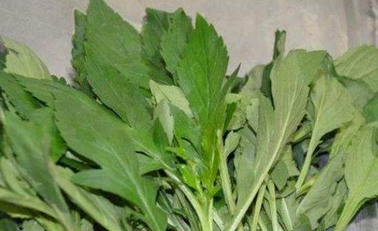 孕婦能吃苦菜嗎?孕婦吃苦菜的好處有哪些?