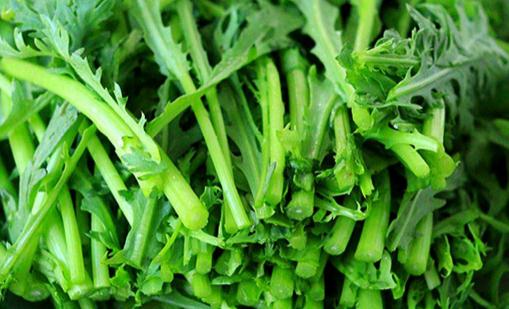 茼蒿空心是怎么回事圖片 茼蒿桿子可以吃嗎