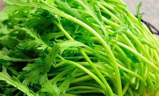 茼蒿空心是怎么回事圖片 茼蒿桿子可以吃嗎