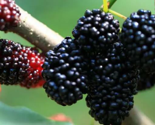 鮮桑葚可以不洗直接泡酒嗎?桑葚有蟲吃了會中毒嗎