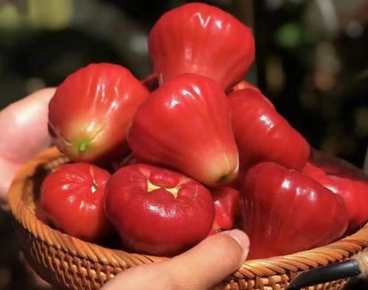 蓮霧越大越容易空心嗎?蓮霧紅寶石和黑金剛哪個好吃