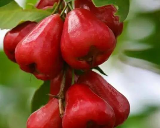 蓮霧哪頭比較甜?蓮霧放幾天會變甜嗎