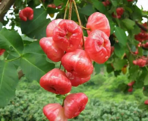 蓮霧哪頭比較甜?蓮霧放幾天會變甜嗎