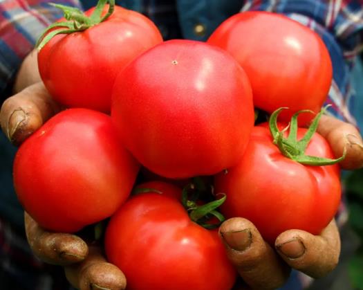 普羅旺斯番茄是水果番茄嗎?普羅旺斯西紅柿是哪里產的