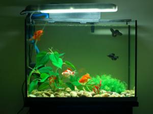 魚缸的擺放風水-魚缸與風水的關系