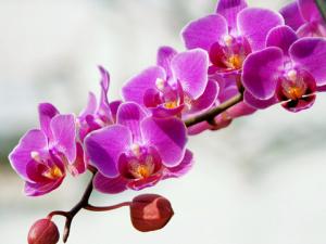 蝴蝶蘭對家居環(huán)境的影響-蝴蝶蘭的風(fēng)水學(xué)應(yīng)用