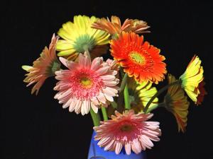 非洲菊對家居環境的影響-非洲菊的作用