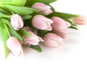 百合花對家居環境的影響-百合花的風水學應用