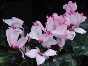 仙客來的介紹-仙客來的風水學應用