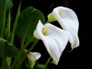 馬蹄蓮對家居環境的影響-馬蹄蓮的風水學應用