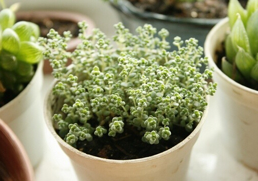 姬星美人與家居風(fēng)格的搭配-姬星美人的風(fēng)水學(xué)應(yīng)用