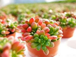 虹之玉與家居風(fēng)格的搭配-虹之玉在家居中的作用