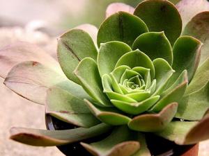 蓮花掌與家居風(fēng)格的搭配-蓮花掌的風(fēng)水學(xué)應(yīng)用