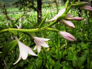 玉簪花的風水學應用-玉簪花的養殖方法