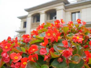 四季海棠與家居風格的搭配-四季海棠在家居中的作用