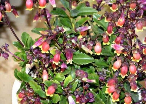 �m���L�ۻ����Lˮ�W����-�m���L�ۻ��ڼҾ��е�����