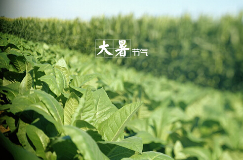 大暑什么意思?大暑怎么預防中暑