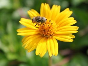 花粉過敏怎么辦?如何有效的預防花粉過敏