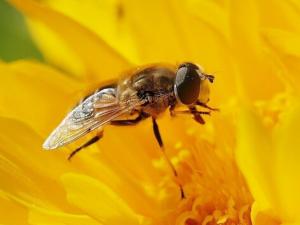 蜜蜂蟄了怎么辦?蜂蟄對病癥的治療