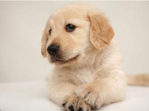 被狗咬了怎么辦？被狗咬預防措施