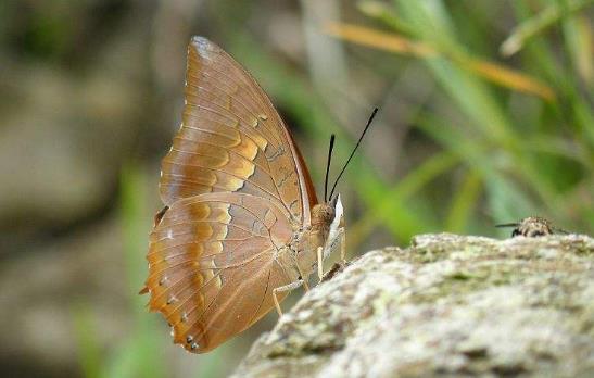 白帶發黃的原因有哪些?白帶發黃怎么辦?