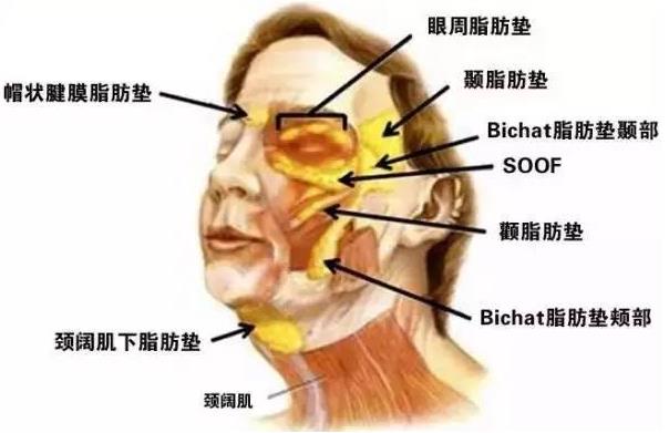 抗衰醫生宋超超:提升面部脂肪墊和SMAS筋膜層的優勢