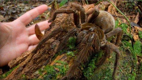 �������R�dʳ�B�룬�Ǽ���˹����o����w�e����֩��