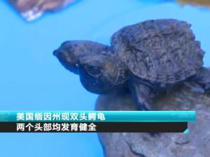 美國緬因州現雙頭鱷龜 兩個頭部均發育健全